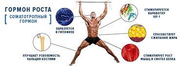 Таблетки для роста и набора мышечной массы